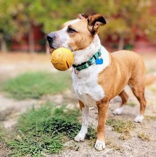 Photo of Archie, adoptable Unknown breed in Oakland, California