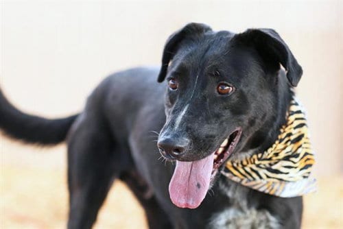 Photo of Oreo, adoptable Labrador Retriever in Albuquerque, New Mexico
