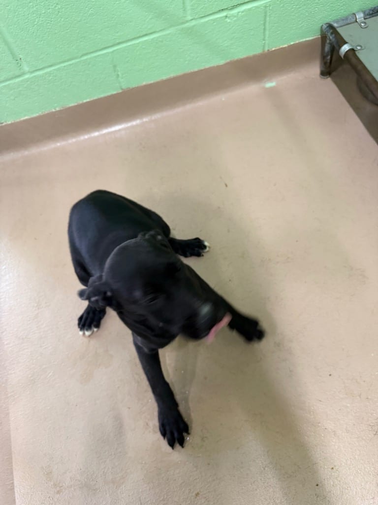 Photo of Collardy, adoptable Labrador Retriever in Nacogdoches, Texas