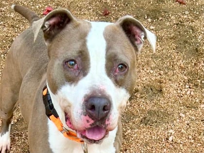 Photo of Peggy, adoptable dog in Georgetown, Texas