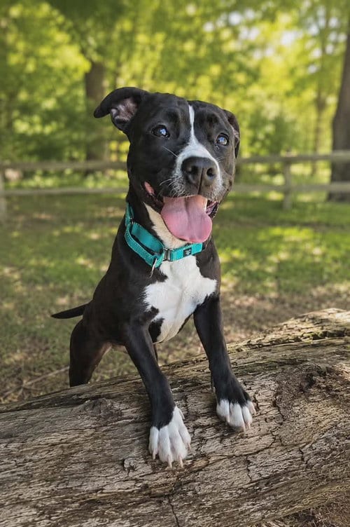 Photo of Penny, adoptable Pit Bull Terrier in Rustburg, Virginia