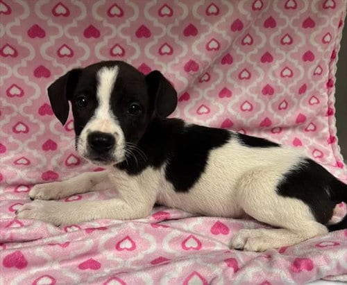 Photo of A128735, adoptable Pit Bull Terrier in HESPERIA, California