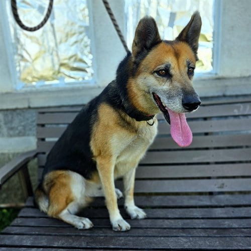 Photo of Margot, adoptable German Shepherd Dog in Long Beach, California