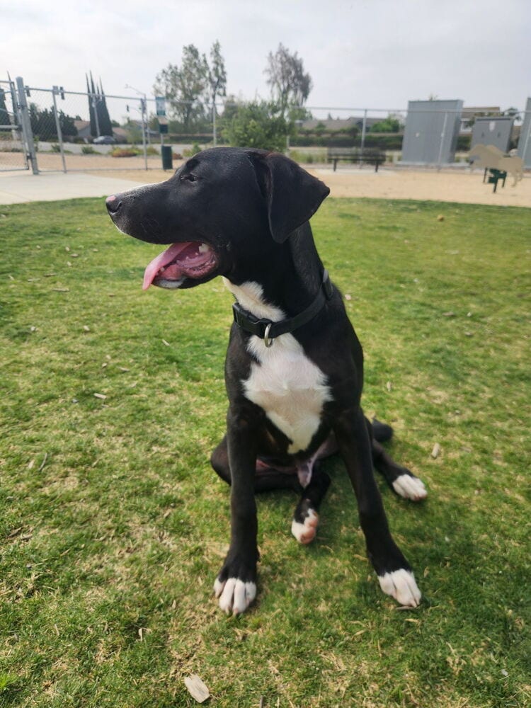 Photo of Jetty, adoptable Labrador Retriever in Dana Point, California