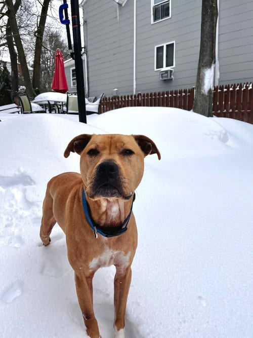 Photo of Duke (NY), adoptable Pit Bull Terrier in Brewster, New York