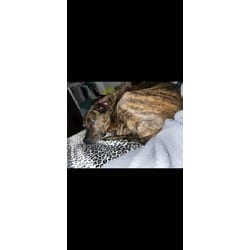 Photo of Cocoa, adoptable Mixed Breed (Medium) in New Castle, Delaware