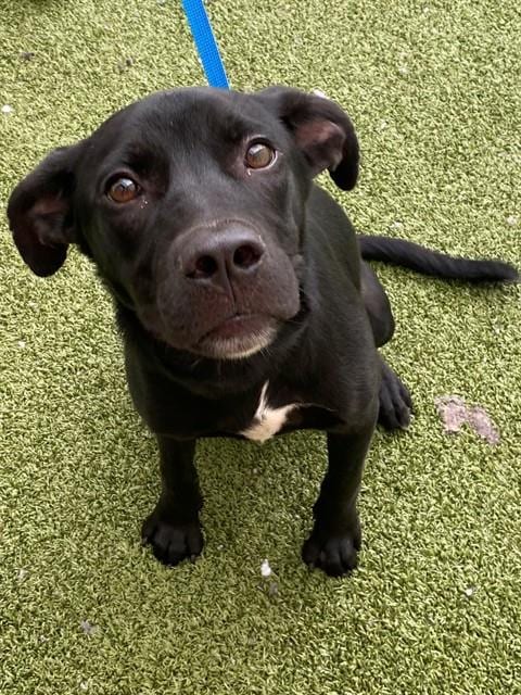 Photo of Coal, adoptable Pit Bull Terrier in Fayetteville, North Carolina