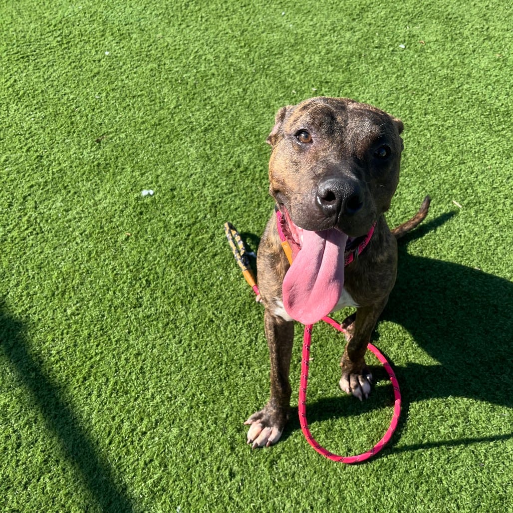 Photo of Austin, adoptable Mixed Breed (Medium) in Bristol, Indiana
