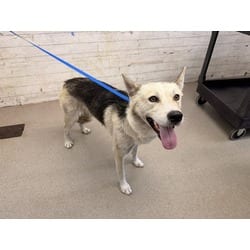Photo of Vivian, adoptable Husky German Shepherd Dog in San Bernardino, California