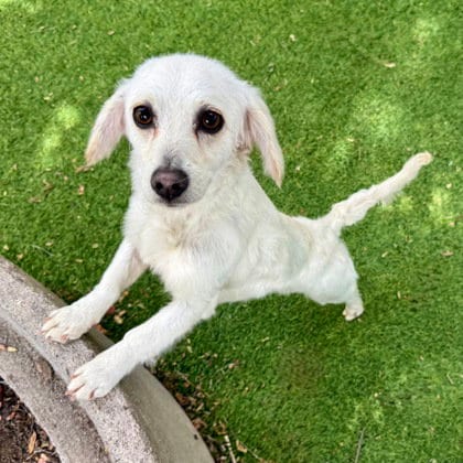 Photo of Binky (bonded with Winky 89935), adoptable Maltese in Oakland, California