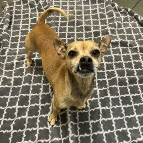 Photo of Clint, adoptable Chihuahua in Burlingame, California