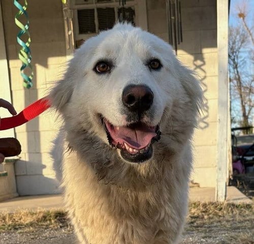 Photo of River, adoptable Great Pyrenees in Spring, Texas