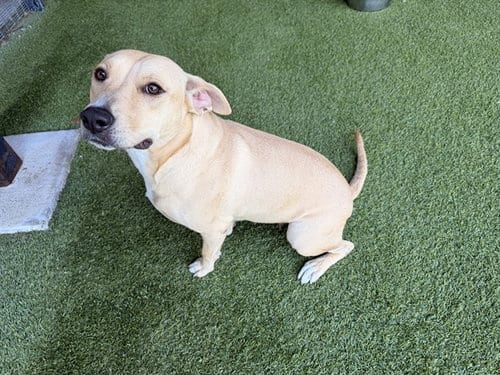 Photo of Bonnet, adoptable Pit Bull Terrier in Garland, Texas