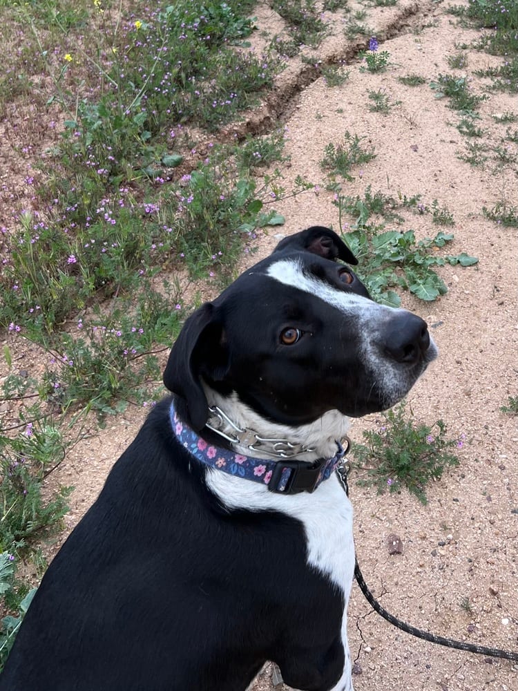 Photo of Lola, adoptable Australian Shepherd in Dana Point, California