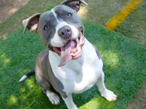 Photo of Wade, adoptable American Staffordshire Terrier in Tallahassee, Florida