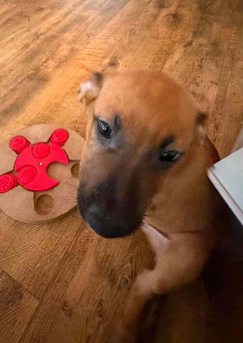 Photo of Flower Patch Litter Paintbrush - Located in TX, adoptable Belgian Shepherd Malinois in Imlay City, Michigan