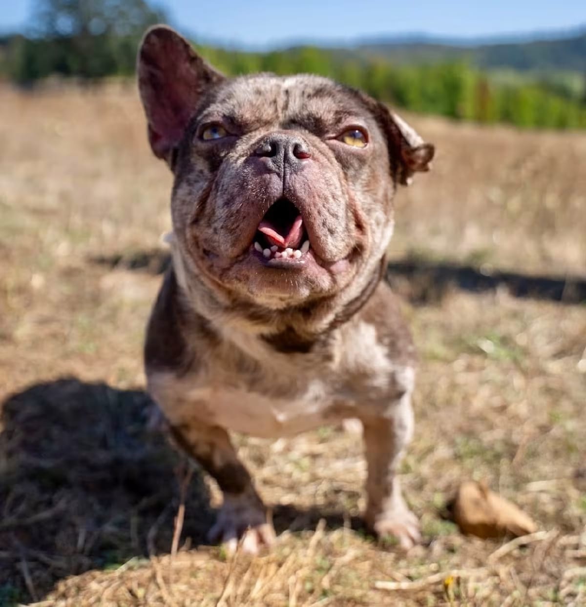 Photo of Bowie, adoptable French Bulldog in Salem, Oregon