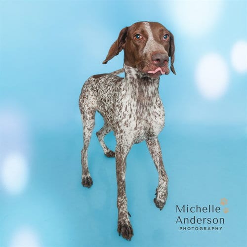 Photo of Chocolate, adoptable German Shorthaired Pointer in Corona, California
