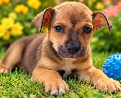 Photo of Paco, adoptable Terrier in Margate, Florida