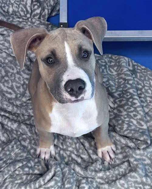 Photo of A170965, adoptable Pit Bull Terrier in Bakersfield, California