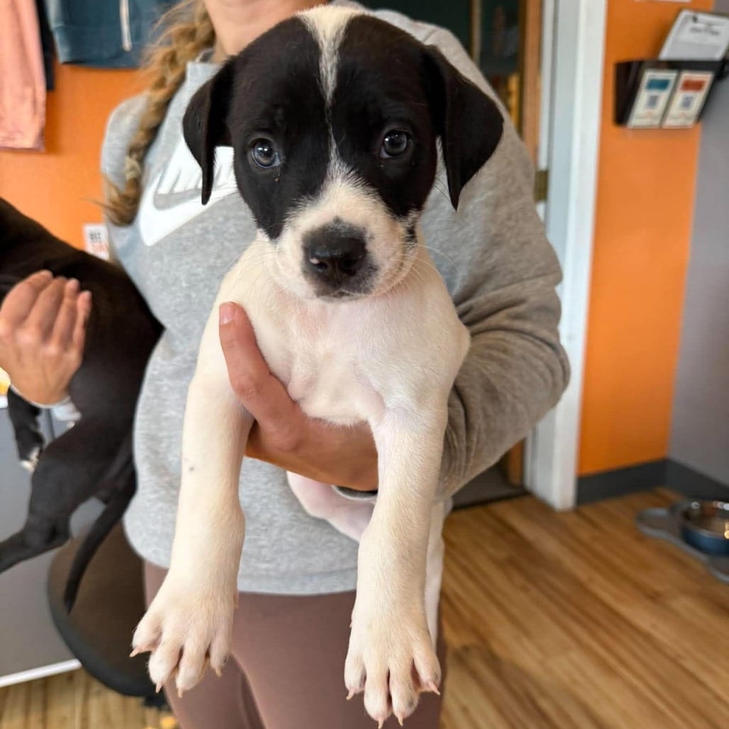 Photo of Seb Holly Puppy 8 (Male), adoptable Mixed Breed (Medium) in Bend, Oregon