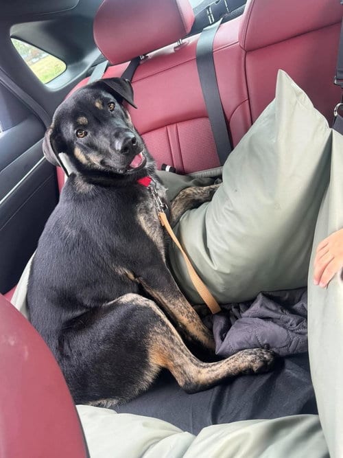 Photo of Dice, adoptable German Shepherd Dog in Aurora, Indiana
