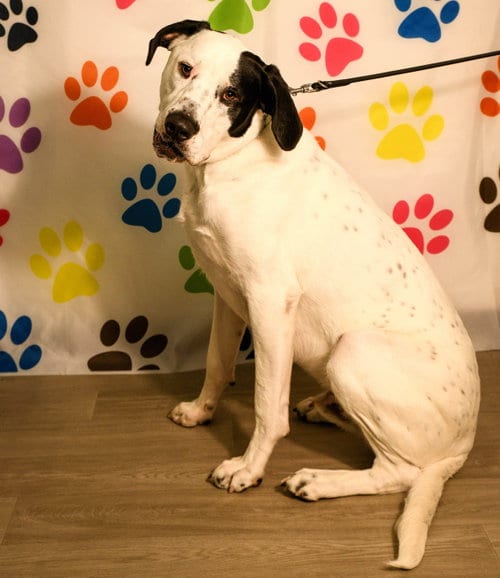 Photo of Finn, adoptable Pit Bull Terrier in Brooklyn Center, Minnesota