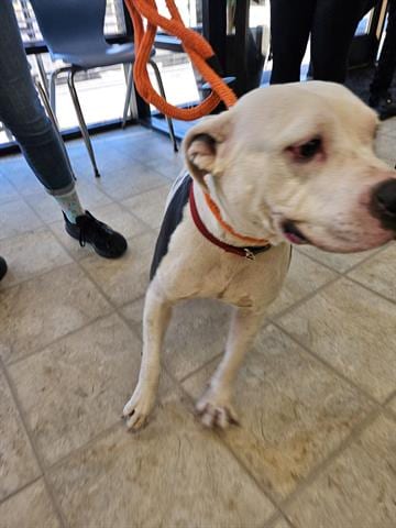 Photo of Diamond, adoptable Pit Bull Terrier in Norfolk, Virginia