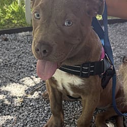 Photo of Bruno, adoptable Pit Bull Terrier in Baton Rouge, Louisiana