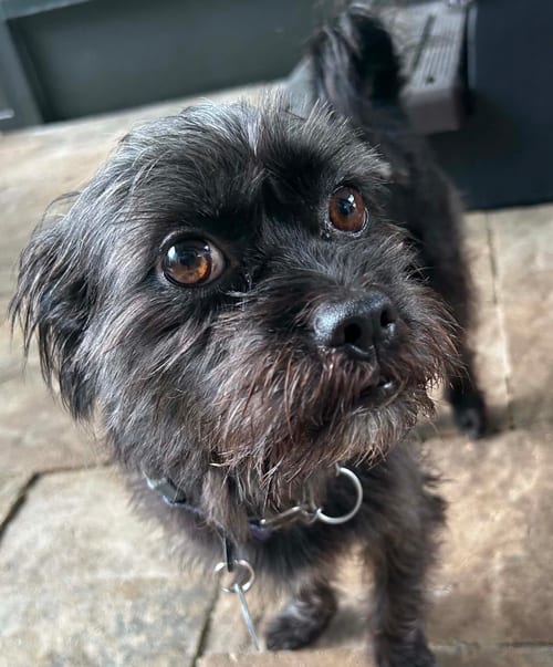Photo of Jake, adoptable Border Terrier in Osteen, Florida