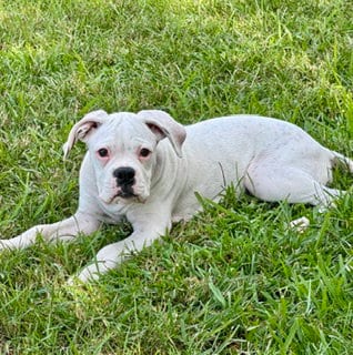 Photo of Garth, adoptable Boxer in Katy, Texas