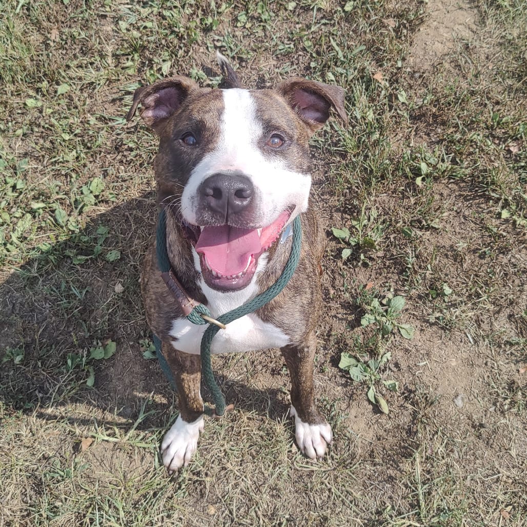 Photo of Boom Boom, adoptable Mixed Breed (Medium) in Chattanooga, Tennessee