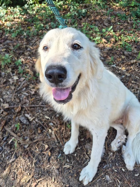 Photo of Alaska, adoptable Great Pyrenees mixed Labrador Retriever in Lawrenceville, Georgia
