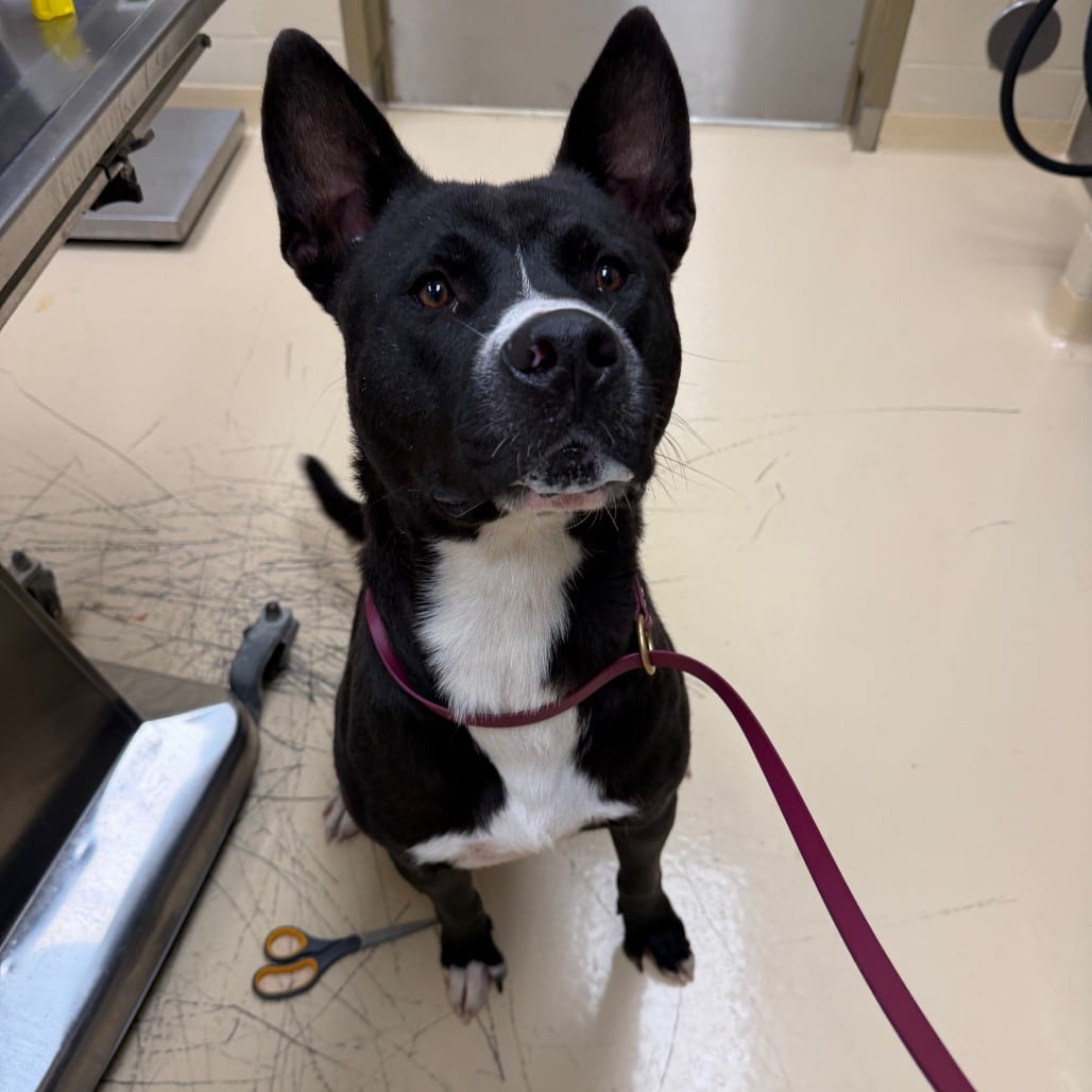 Photo of Big Boy, adoptable Mixed Breed (Medium) in Winston-Salem, North Carolina