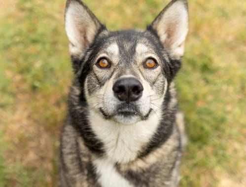 Photo of Dani, adoptable Husky in Durham, North Carolina