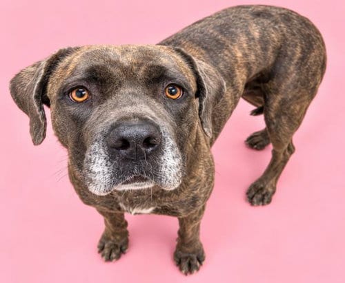Photo of Tigress, adoptable Cane Corso Mastiff in HESPERIA, California