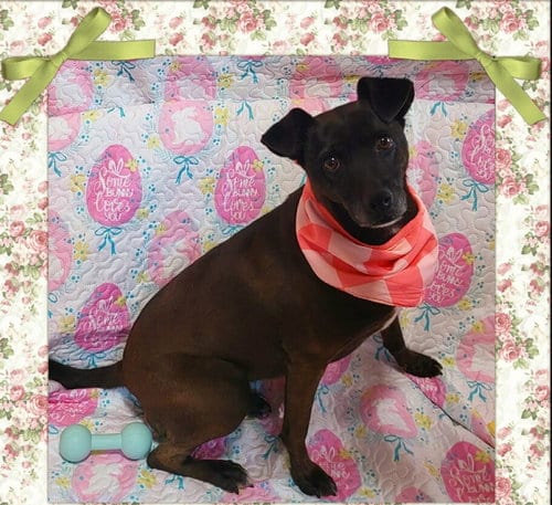 Photo of Sofi, adoptable Chihuahua in Sherman Oaks, California