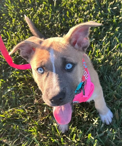 Photo of Addie, adoptable Husky in Germantown, Ohio