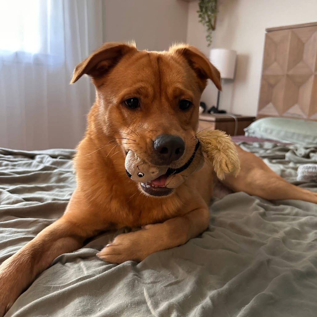 Photo of Flounder, adoptable Shepherd / Retriever in San Antonio, Texas