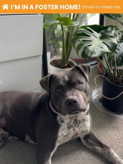 Photo of Mickey, adoptable dog in Baltimore, Maryland