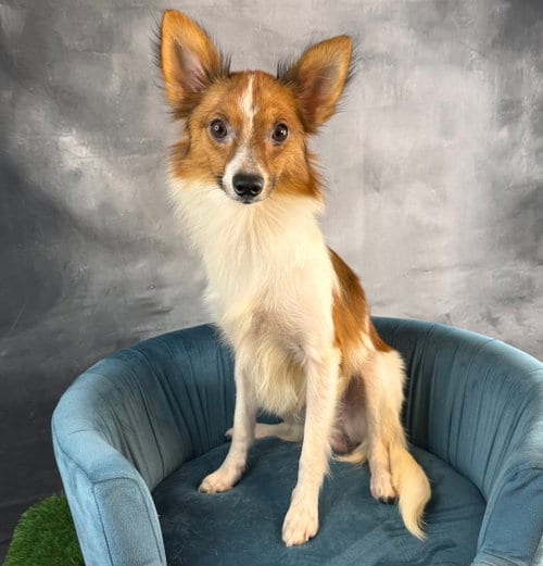 Photo of Casino, adoptable Papillon in Garland, Texas