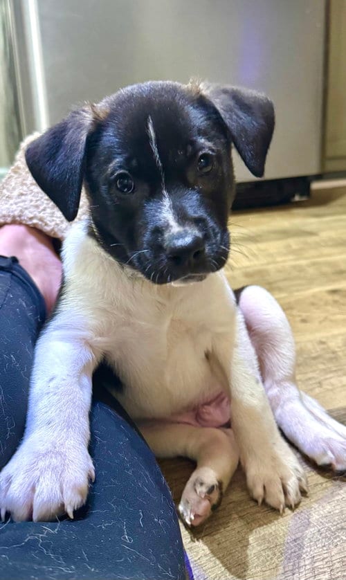 Photo of Gus (Mascot litter), adoptable German Shepherd Dog in Holly Springs, North Carolina
