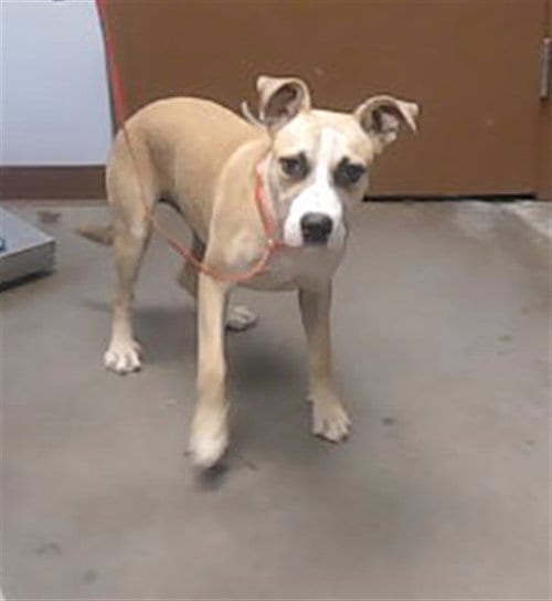 Photo of Sunflower, adoptable American Pit Bull Terrier in Phoenix, Arizona