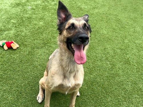Photo of Scout, adoptable German Shepherd Dog in Orange, California