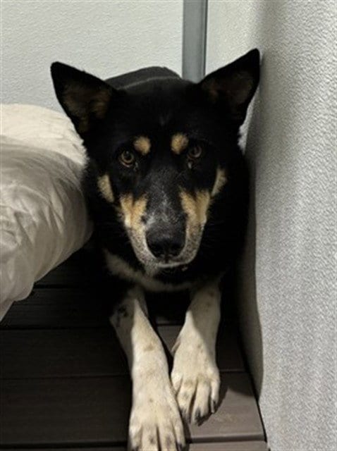 Photo of Charles, adoptable German Shepherd Dog in San Bernardino, California