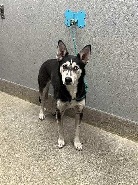 Photo of Luna, adoptable Siberian Husky in Las Vegas, Nevada