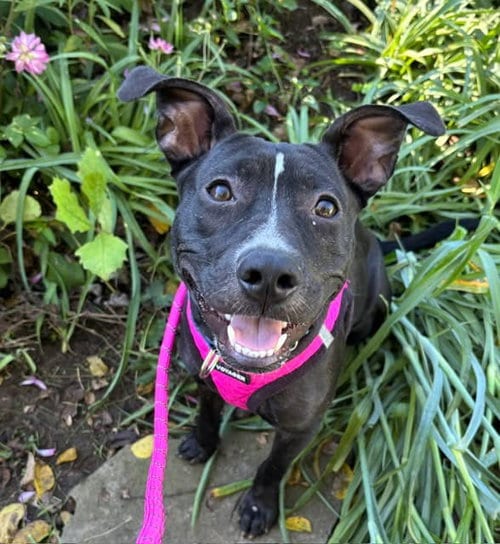Photo of Graceland, adoptable American Pit Bull Terrier in Germantown, Ohio