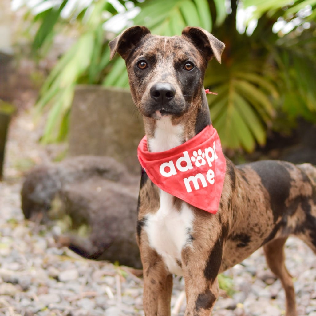 Photo of Keebler, adoptable Mixed Breed (Medium)