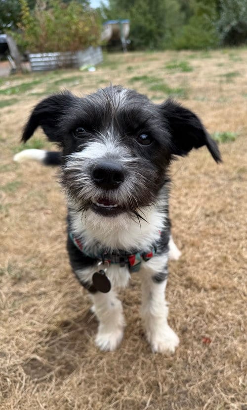 Photo of Acorn, adoptable Terrier in Bellevue, Washington