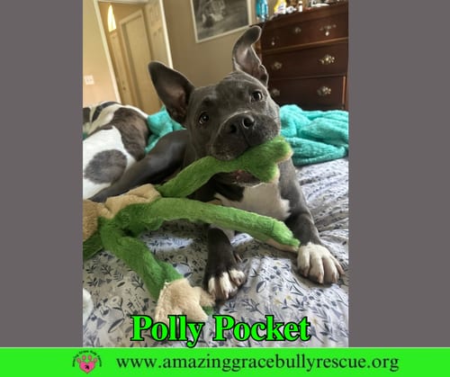 Photo of Polly Pocket, adoptable American Bulldog in Milton, Florida